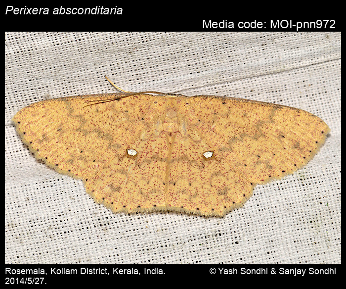 Perixera Moths the-wild-life-protection-act-1972-youtube